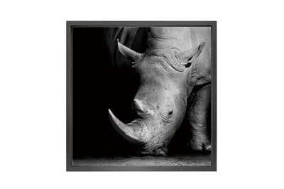 Bilde av Canvas picture 5cm black frame Rhinos 120 cm x 120cm